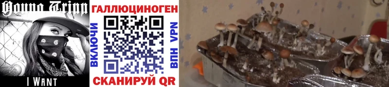 Псилоцибиновые грибы GOLDEN TEACHER  Беломорск 